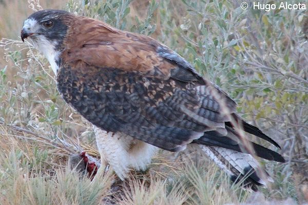 cuanto pesa un aguilucho