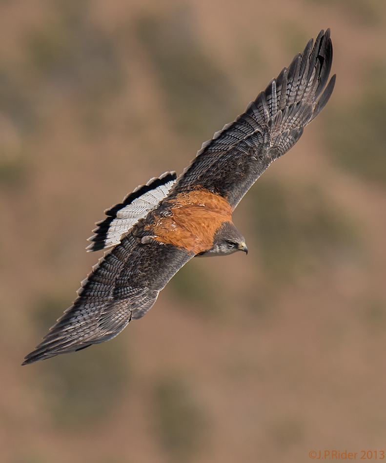 cuanto pesa un aguilucho