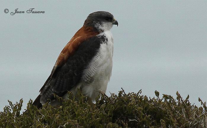 Aguilucho - AVES DE CHILE