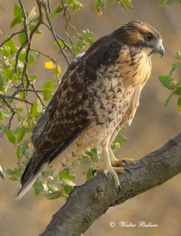 cuanto pesa un aguilucho