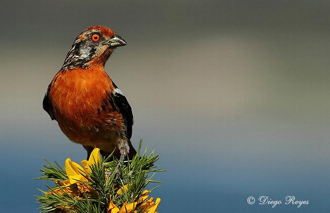 Rara Aves De Chile