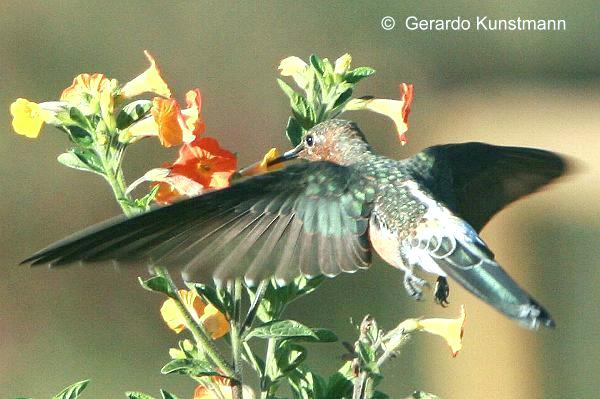 Picaflor gigante - AVES DE CHILE